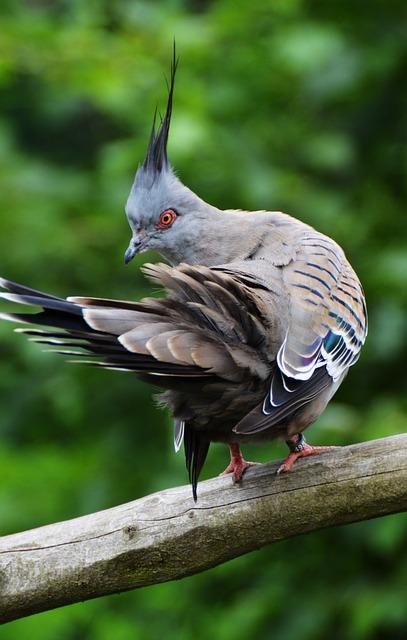 Enhancing Pigeons' Stamina and Recovery with Stanozolol